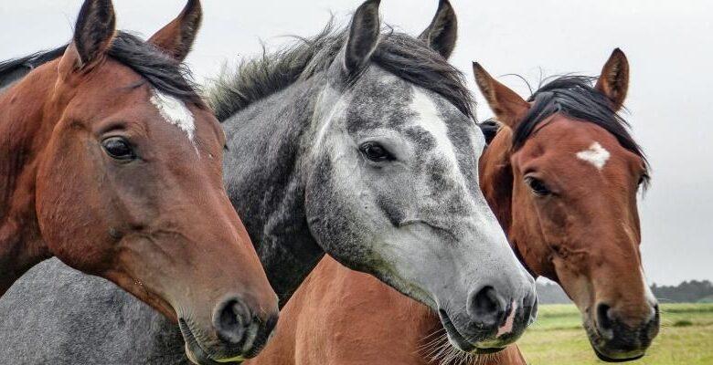 Zu sehen ist das Bild 1 des Beitrags mit dem Thema: Tierhalterhaftpflicht vergleichen