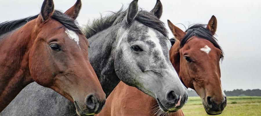 Zu sehen ist das Bild 1 des Beitrags mit dem Thema: Tierhalterhaftpflicht vergleichen